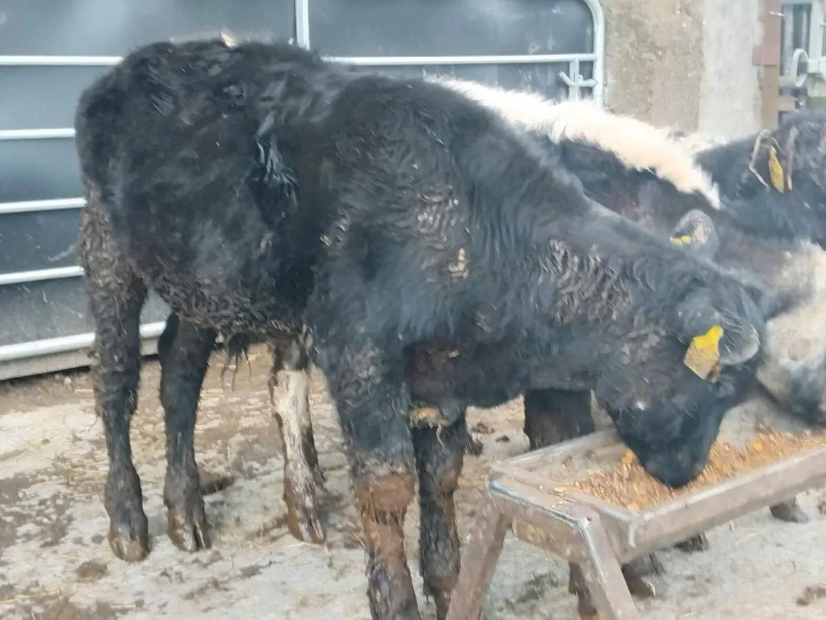 4 Weanling Bulls, - Image 4