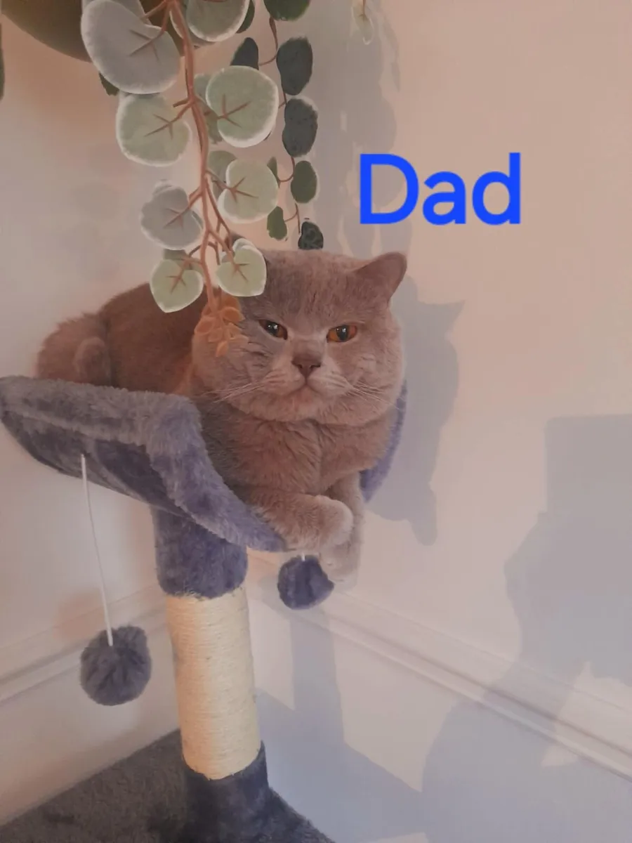 Pure Briitish Shorthair litten - Image 3