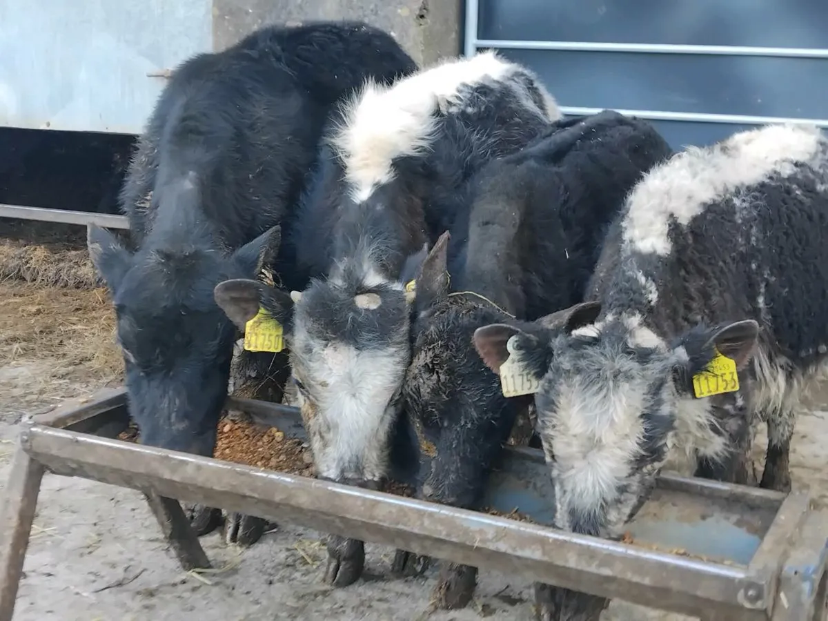 4 Weanling Bulls, - Image 1