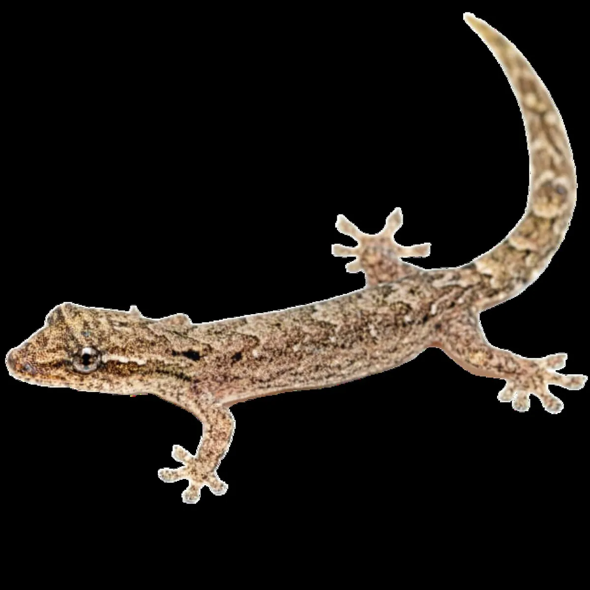 Mourning geckos x6 - Image 1