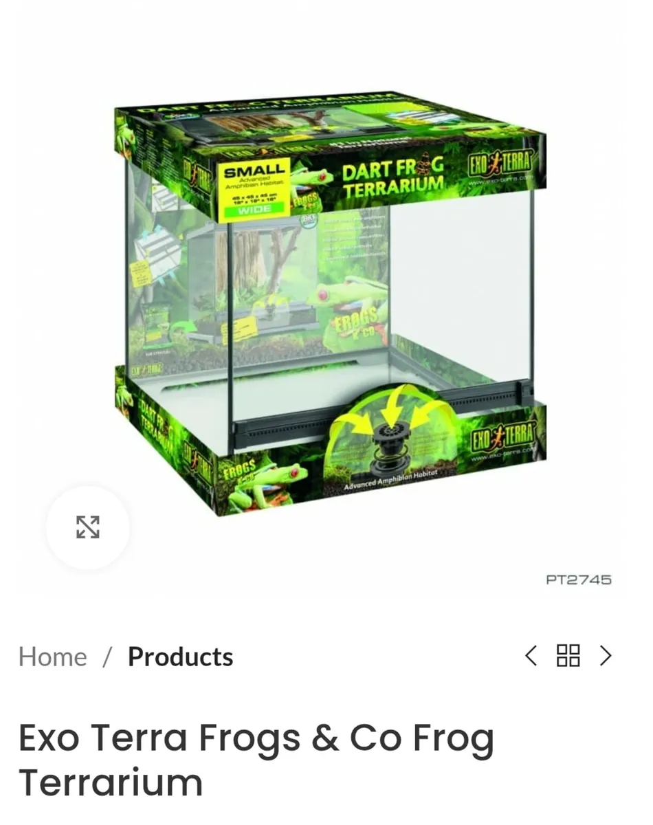 Mourning geckos x6 - Image 2