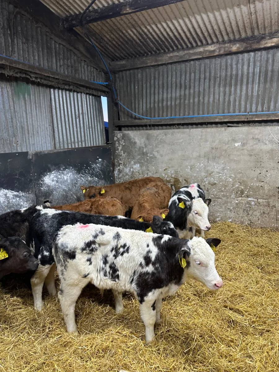 Blue and lim bulls - Image 1