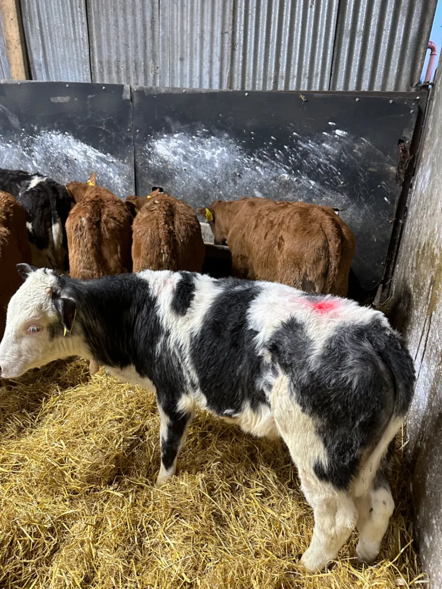 Blue and lim bulls - Image 4