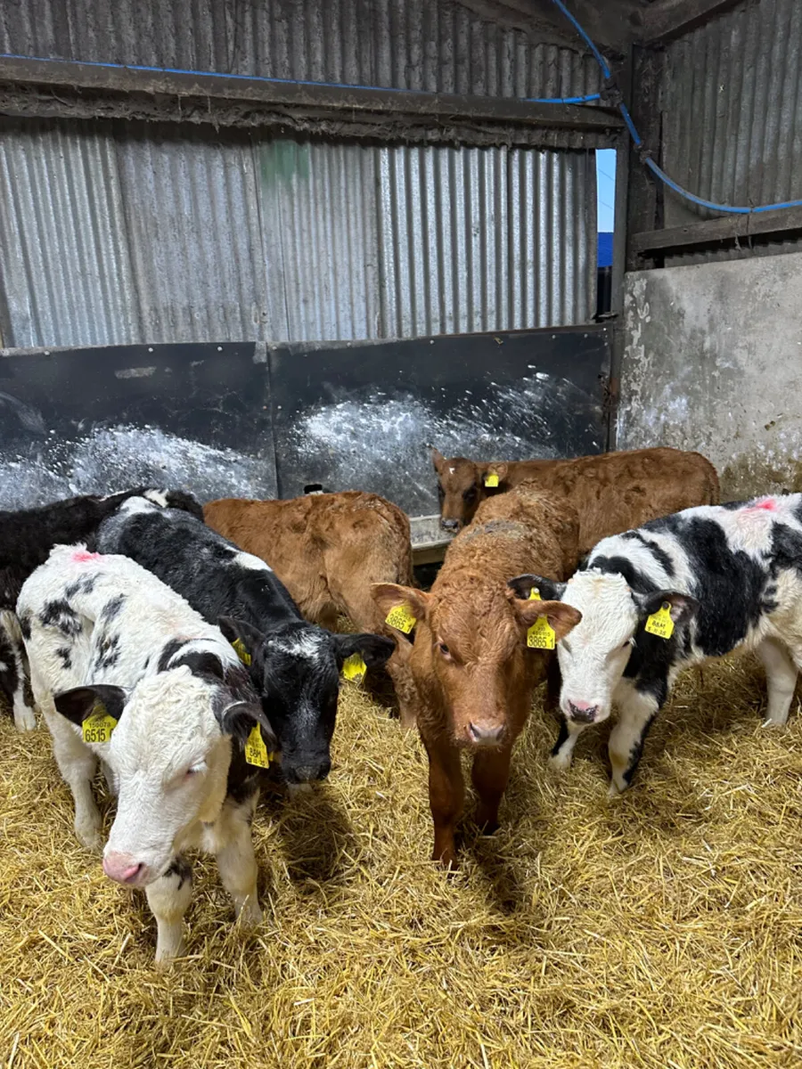 Blue and lim bulls - Image 2