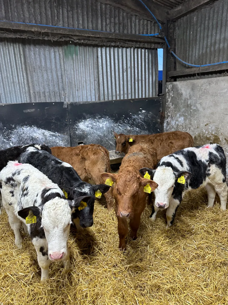 Blue and lim bulls - Image 3