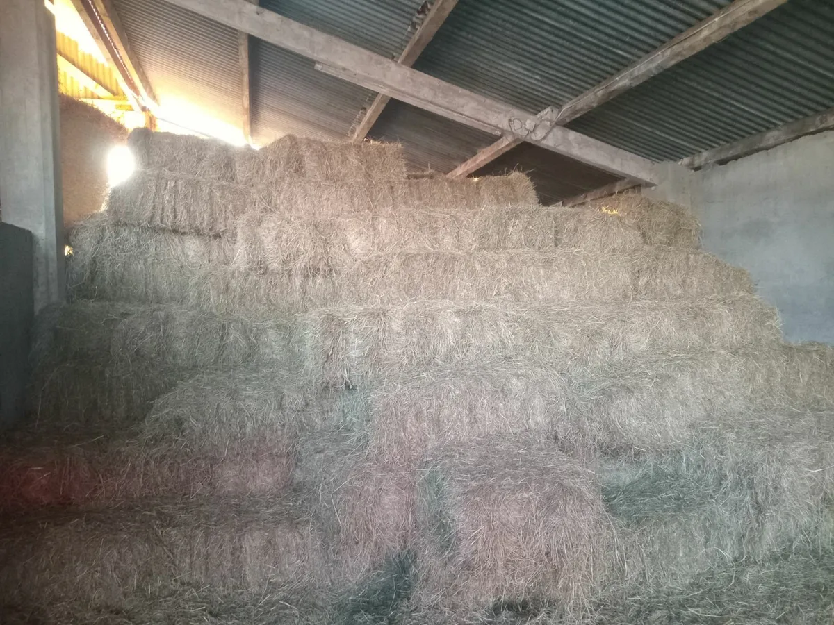 Hay - Image 2