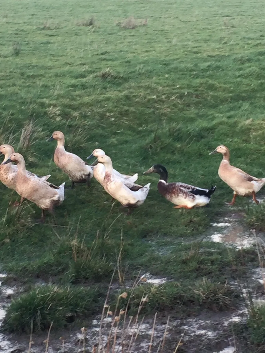 Walsh Harlequin Ducks for sale - Image 1