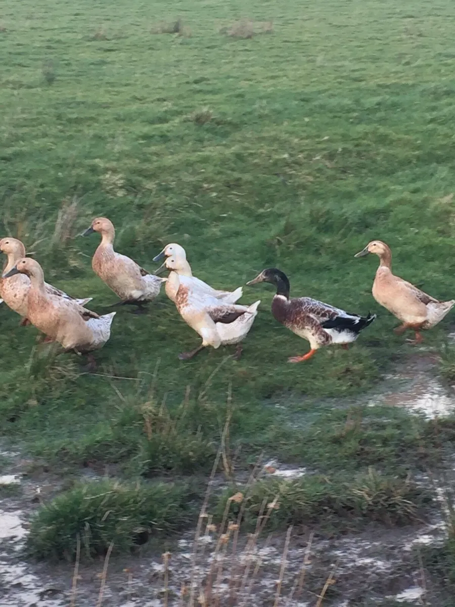 Walsh Harlequin Ducks for sale - Image 2