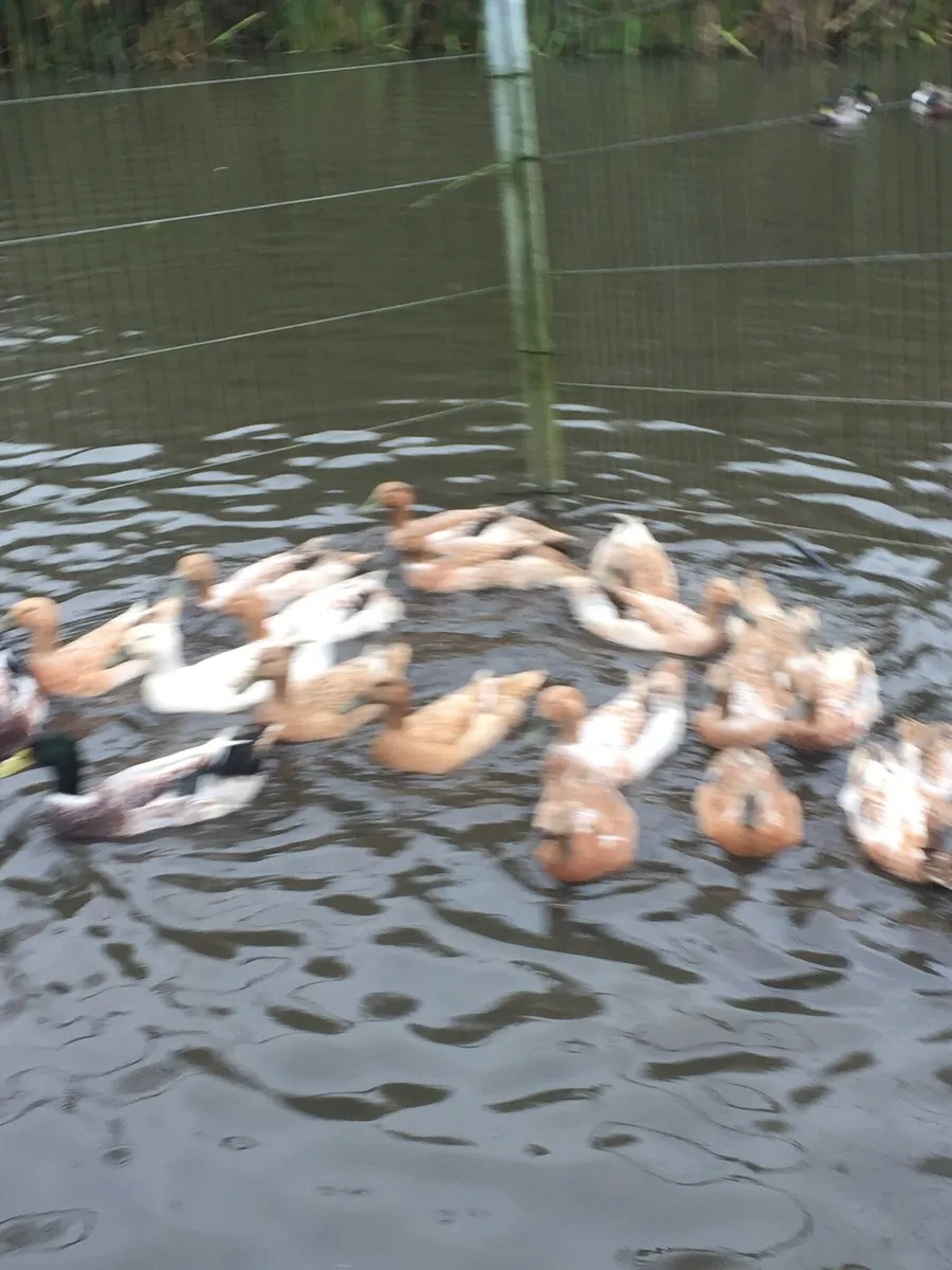 Walsh Harlequin Ducks for sale - Image 3