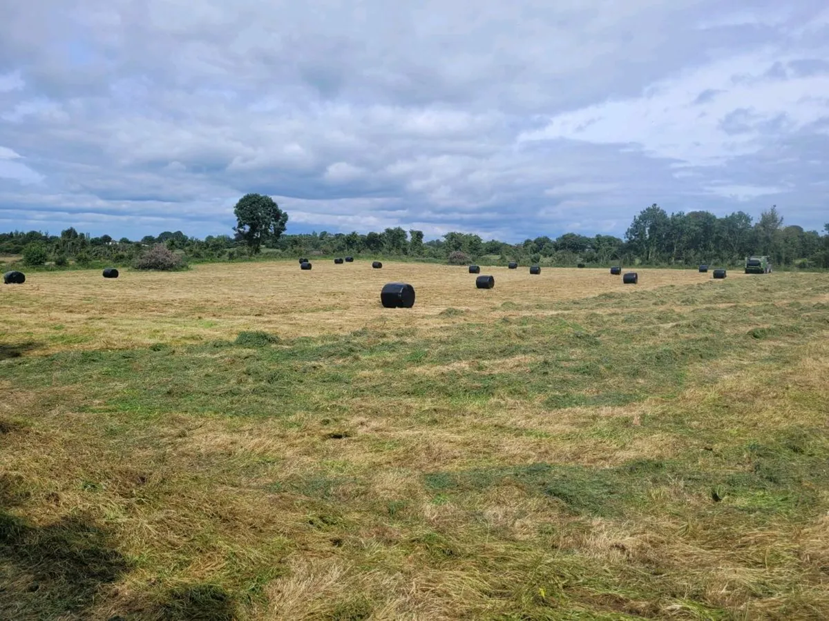 Silage (Rathconrath) - Image 2