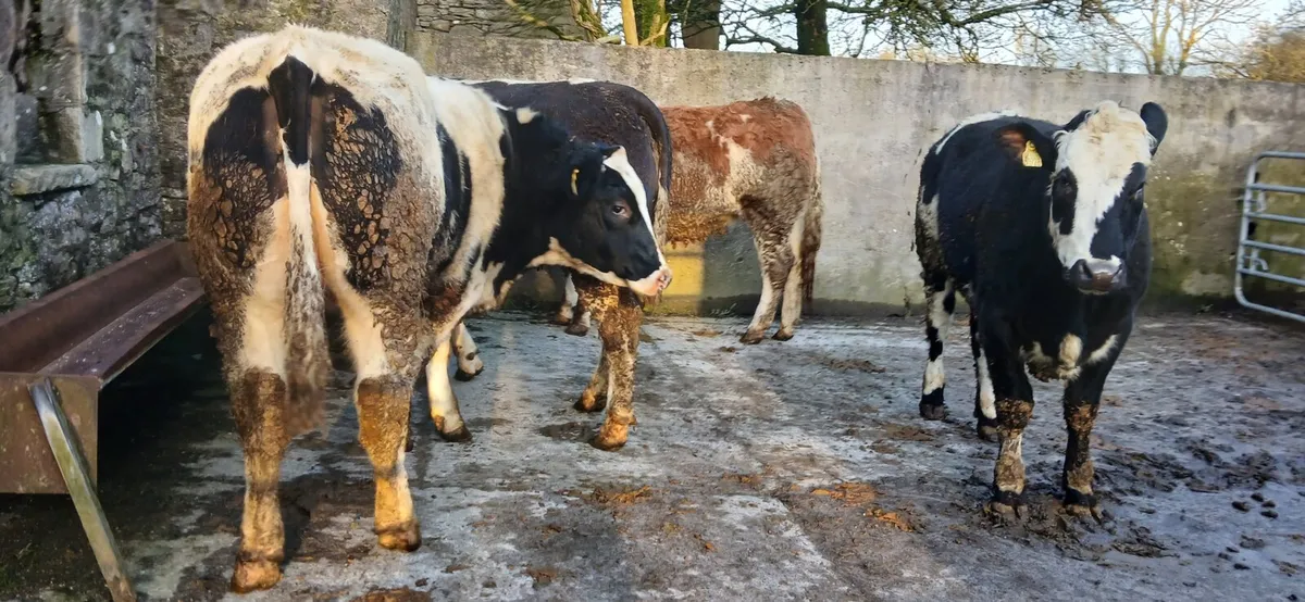 Breeding Heifers - Image 1