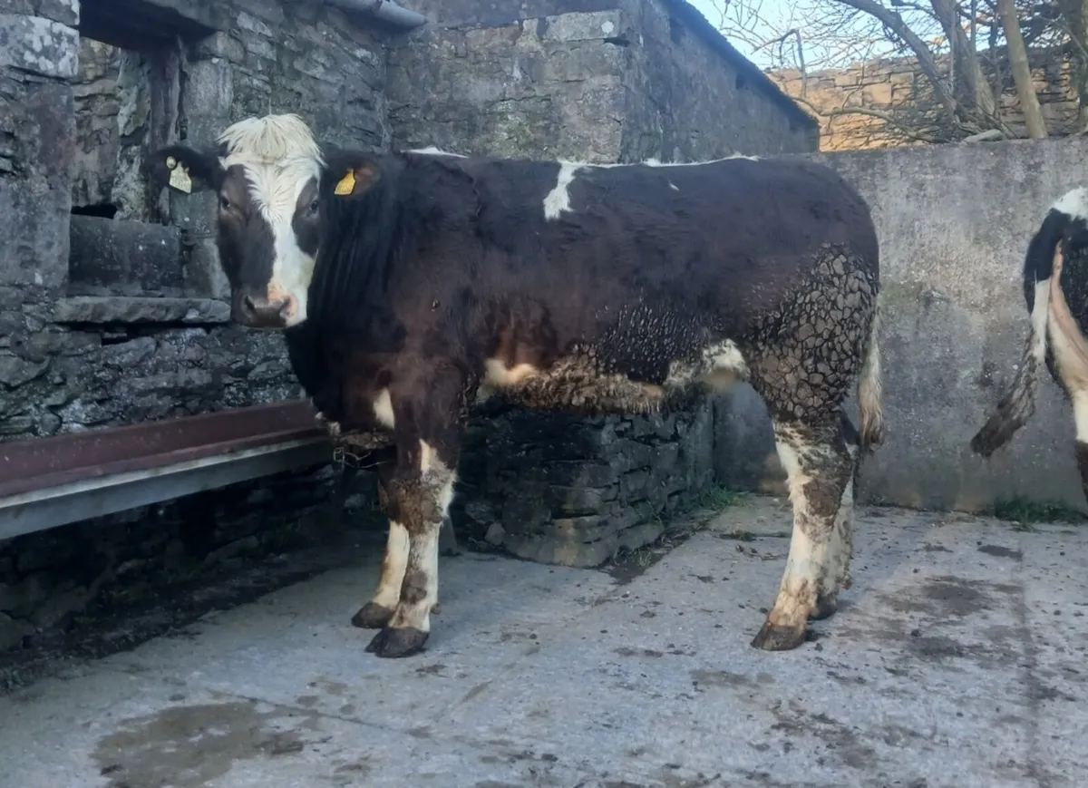 Breeding Heifers - Image 2