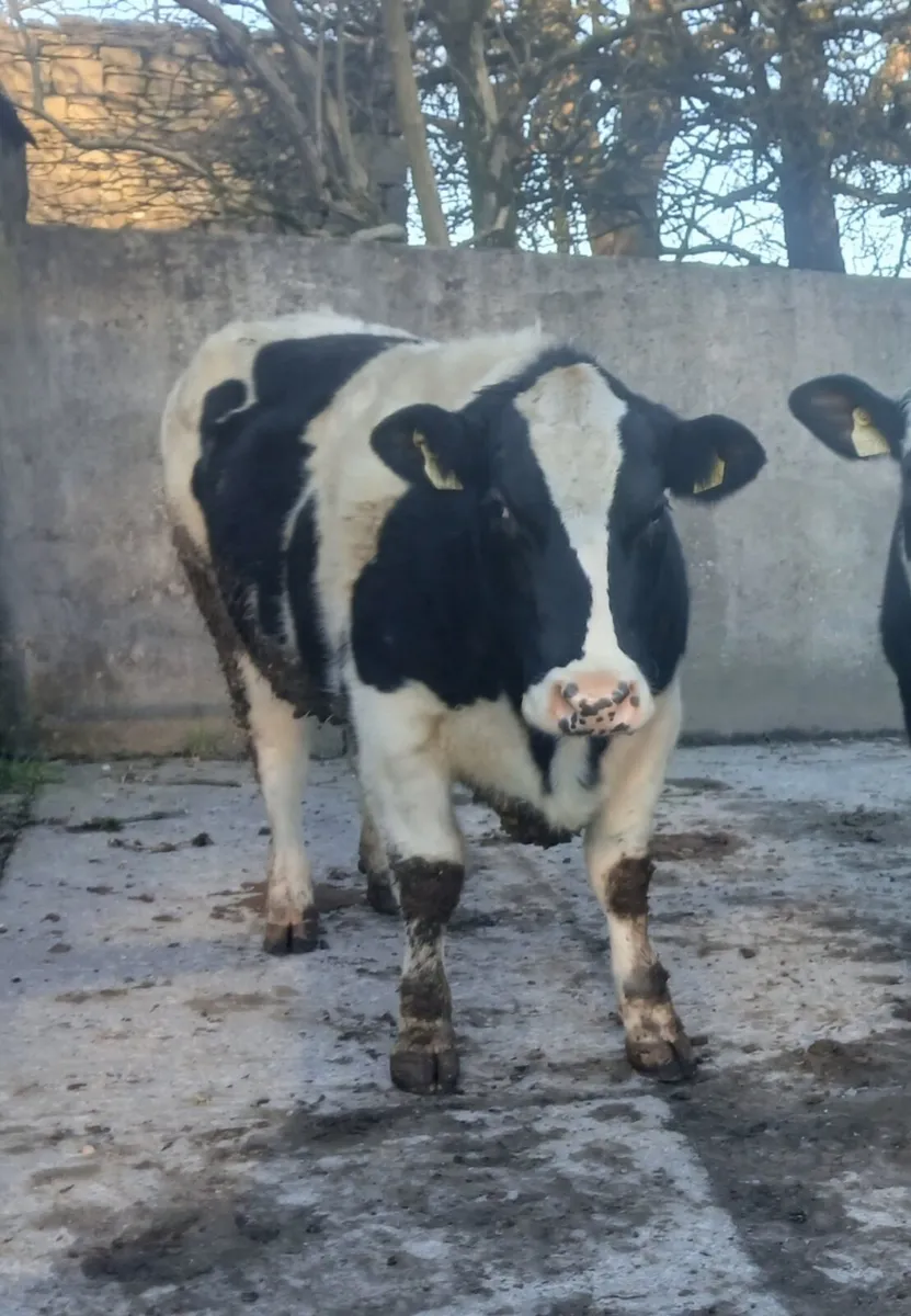 Breeding Heifers - Image 4