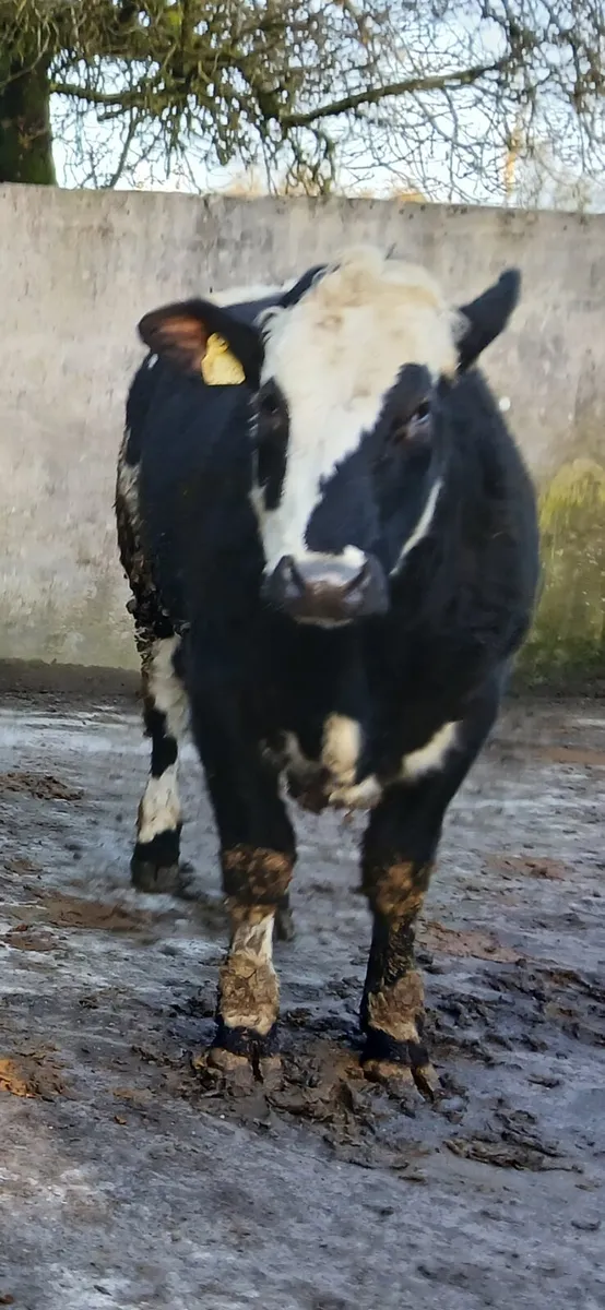 Breeding Heifers - Image 3