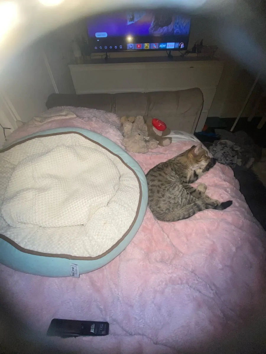 Pet bed - Image 3
