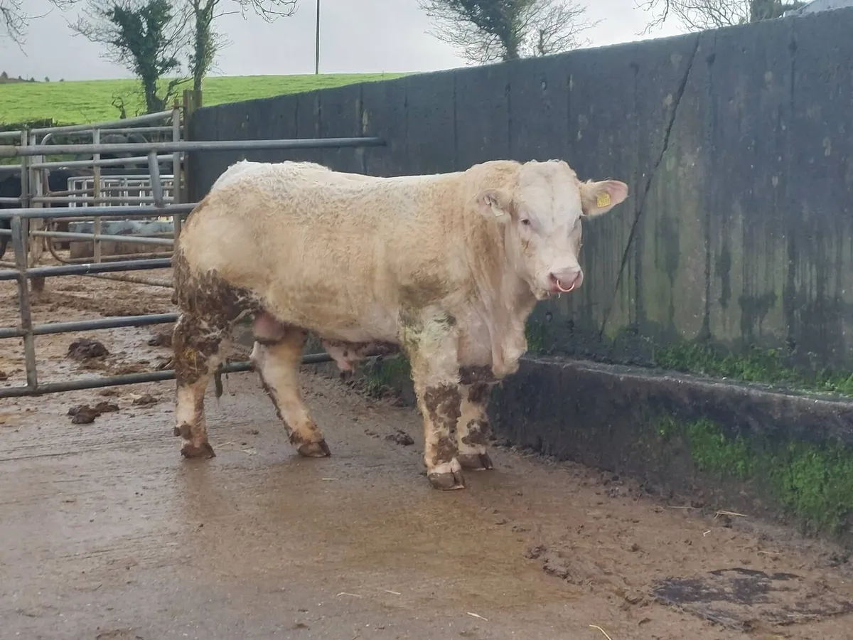 5 Star P.B.R Charolais bull - Image 3