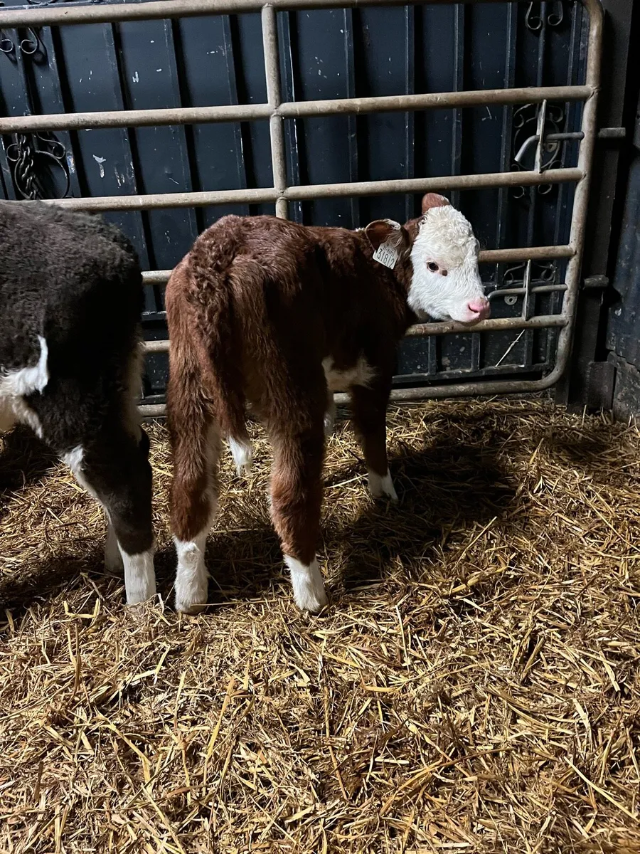8 Hereford heifer calves - Image 1