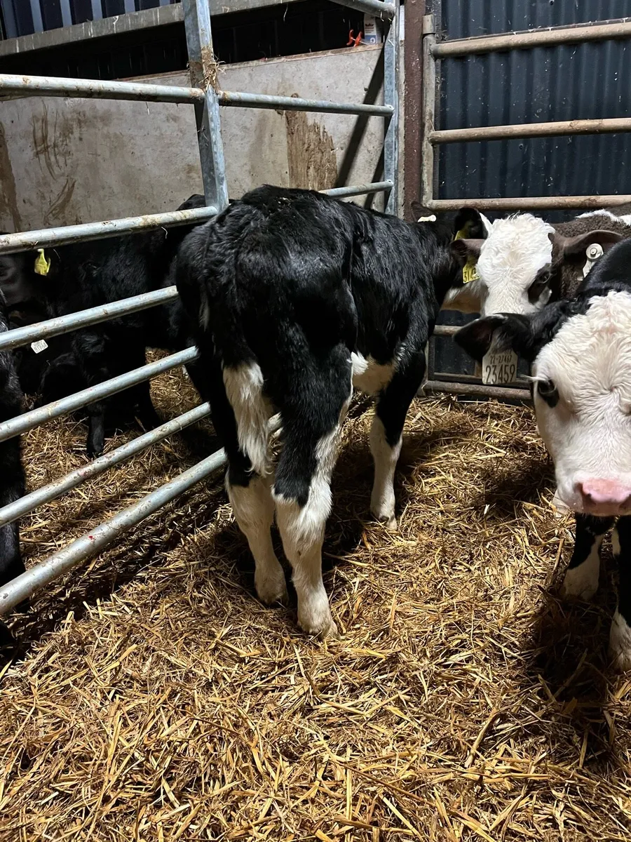 8 Hereford heifer calves - Image 2