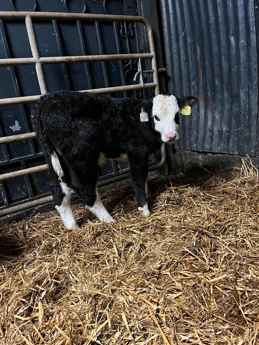 8 Hereford heifer calves - Image 3