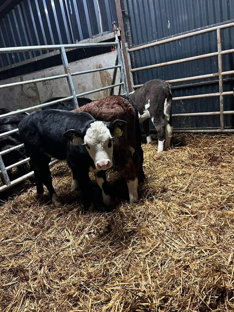 8 Hereford heifer calves - Image 4