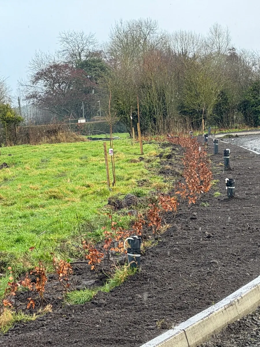 Whitethorn beech laurel - Hedge planting service - Image 1