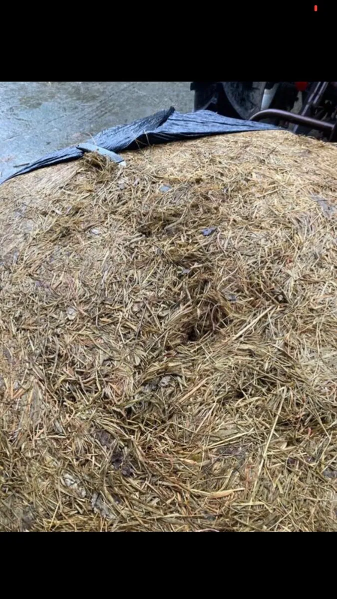 Silage Bales for Sale - Image 2