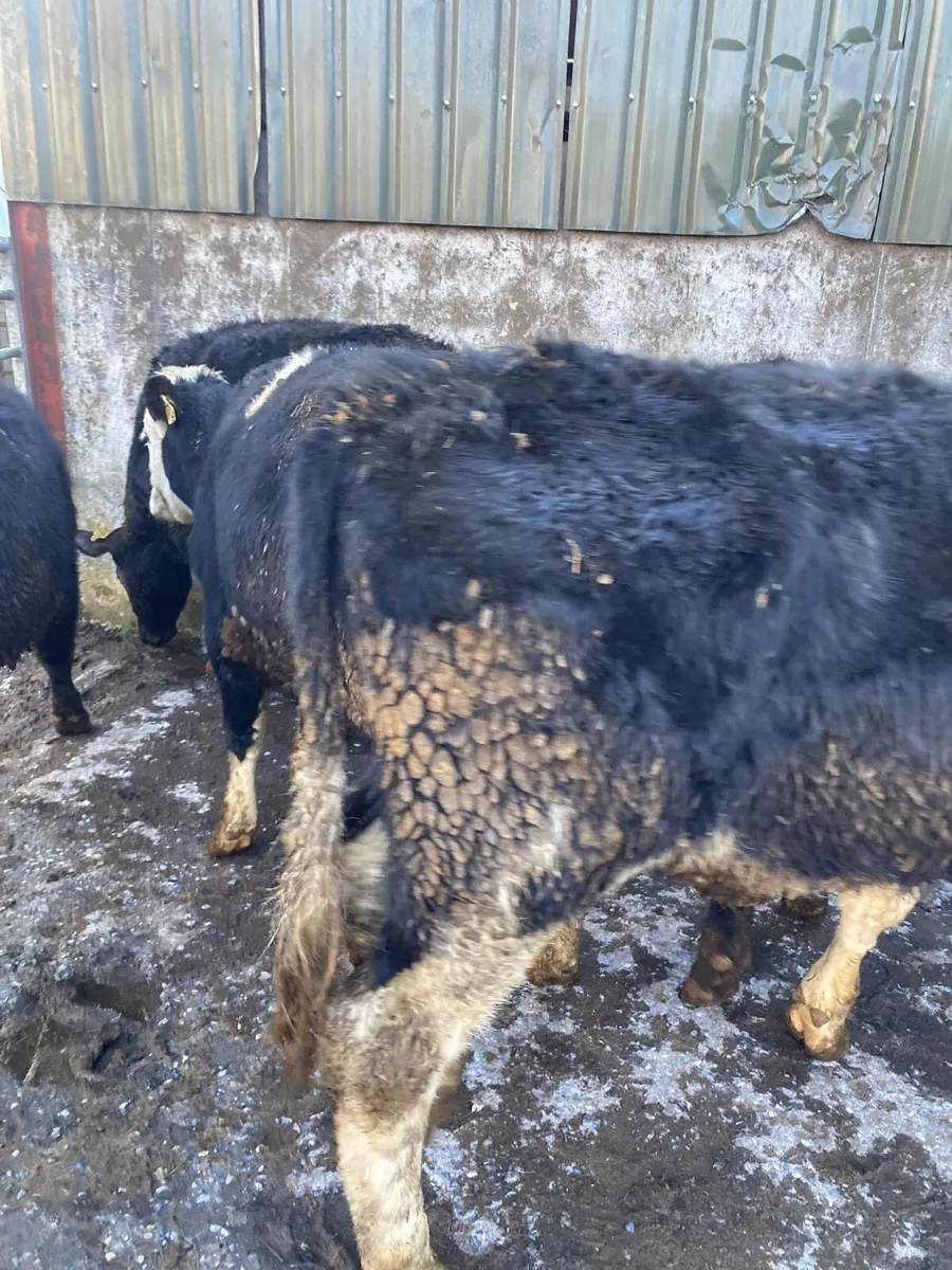 16 Smashing Store Bullocks - Image 1