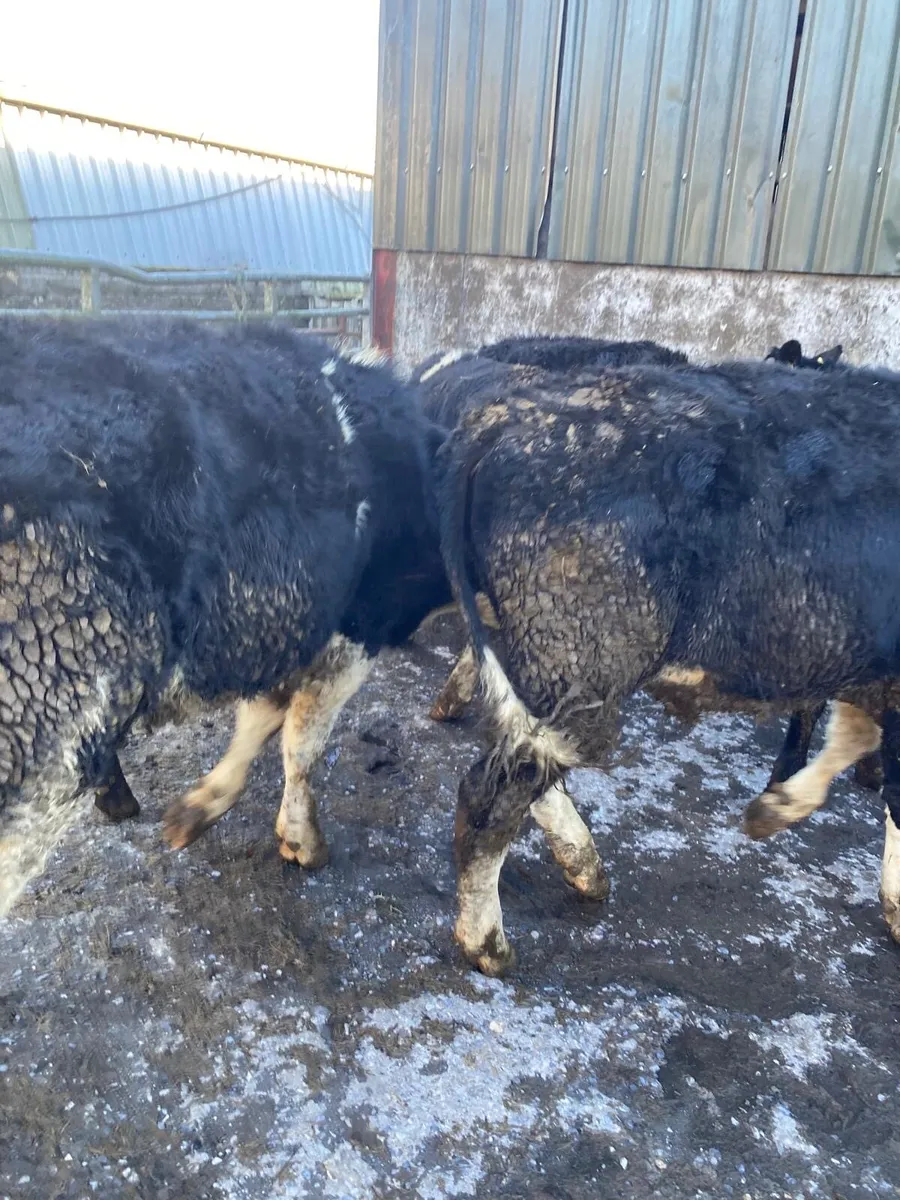 16 Smashing Store Bullocks - Image 2