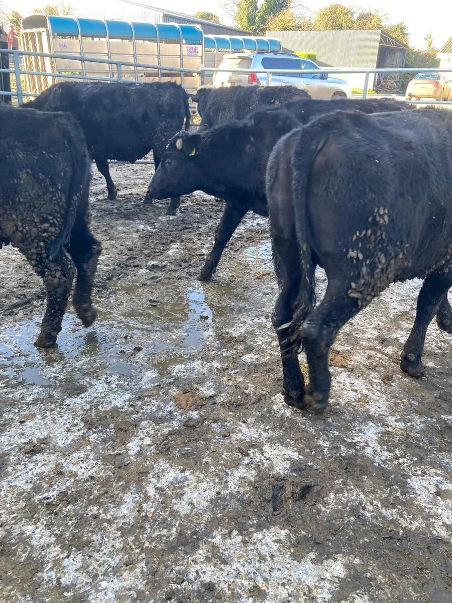 16 Smashing Store Bullocks - Image 4