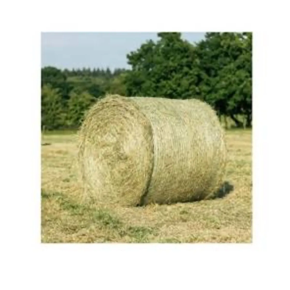 Hay