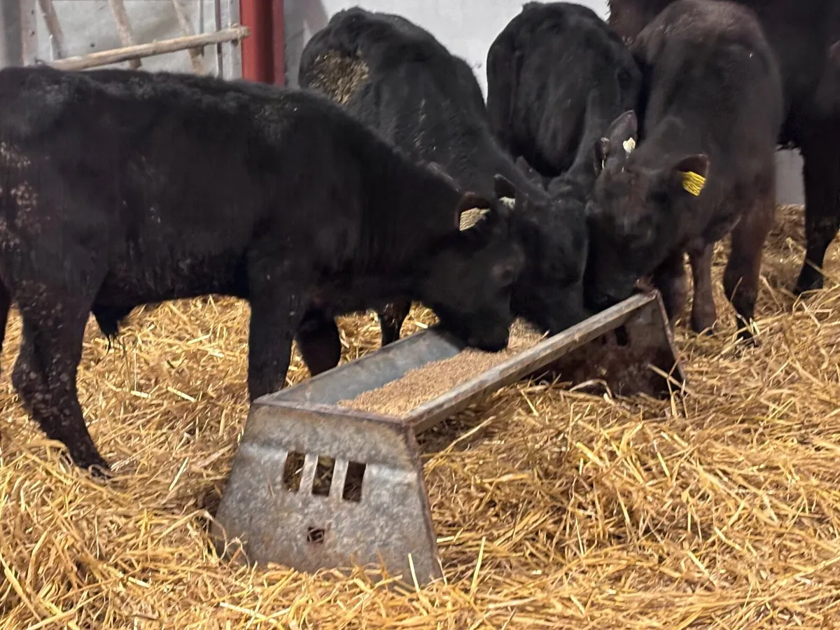 5 REARED ANGUS calves for sale - Image 3