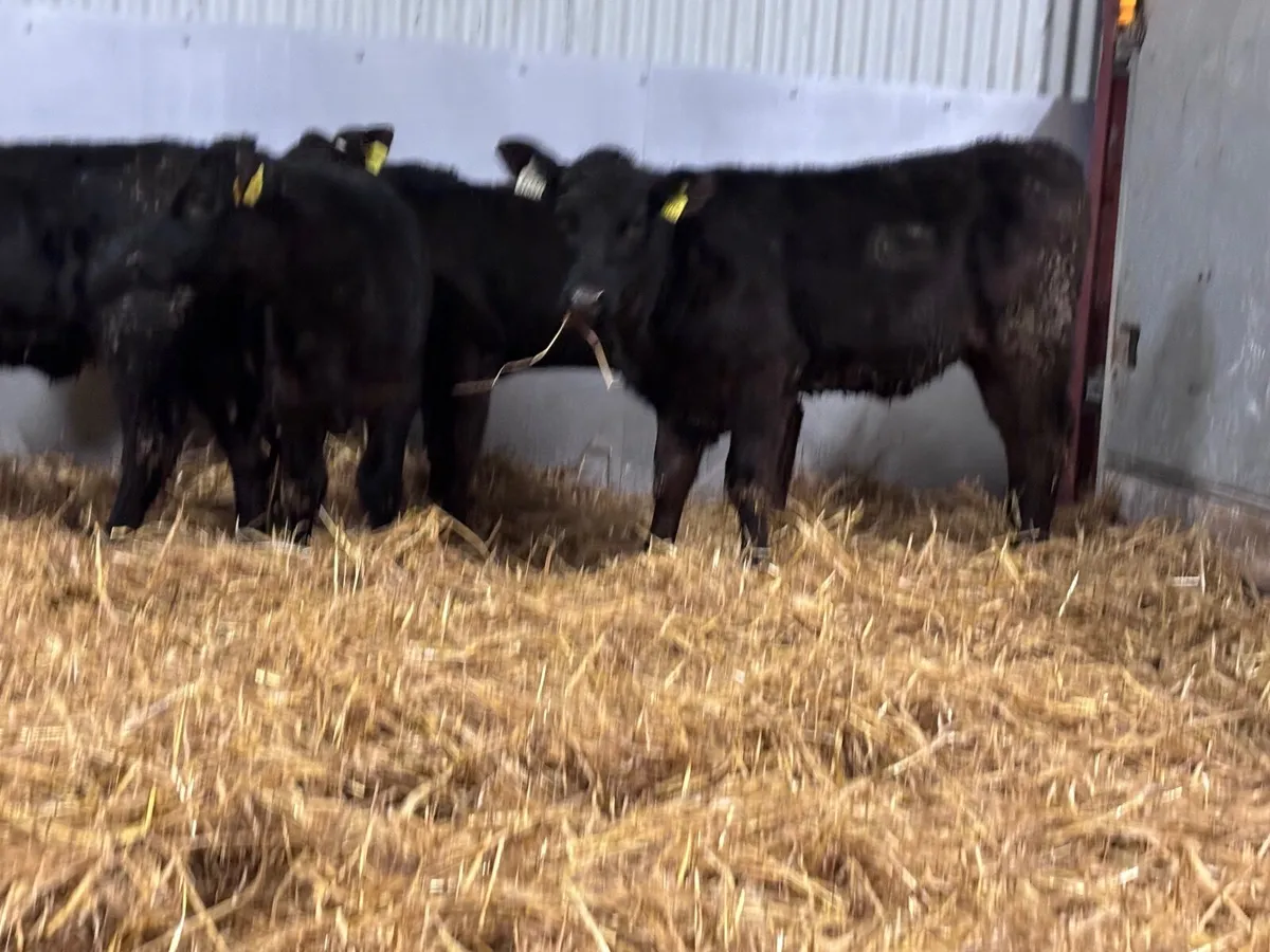 5 REARED ANGUS calves for sale - Image 2
