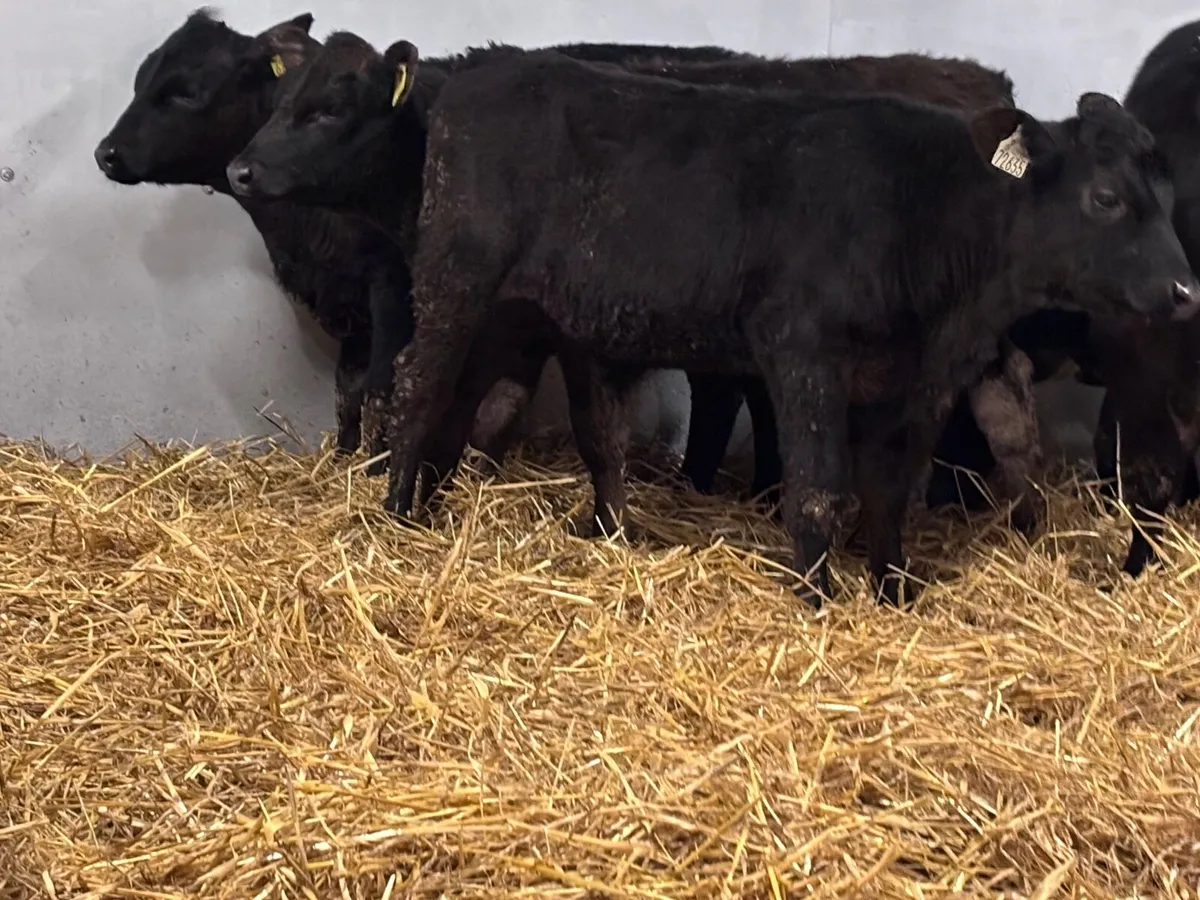 5 REARED ANGUS calves for sale - Image 4