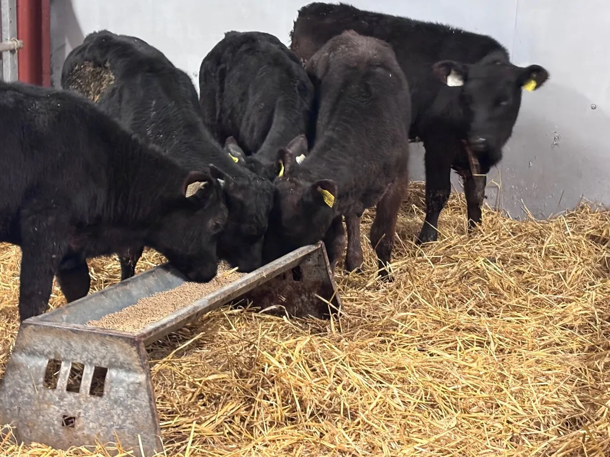 5 REARED ANGUS calves for sale - Image 1