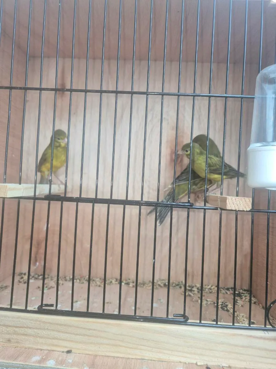 Irish Fancy/Fife - Image 3