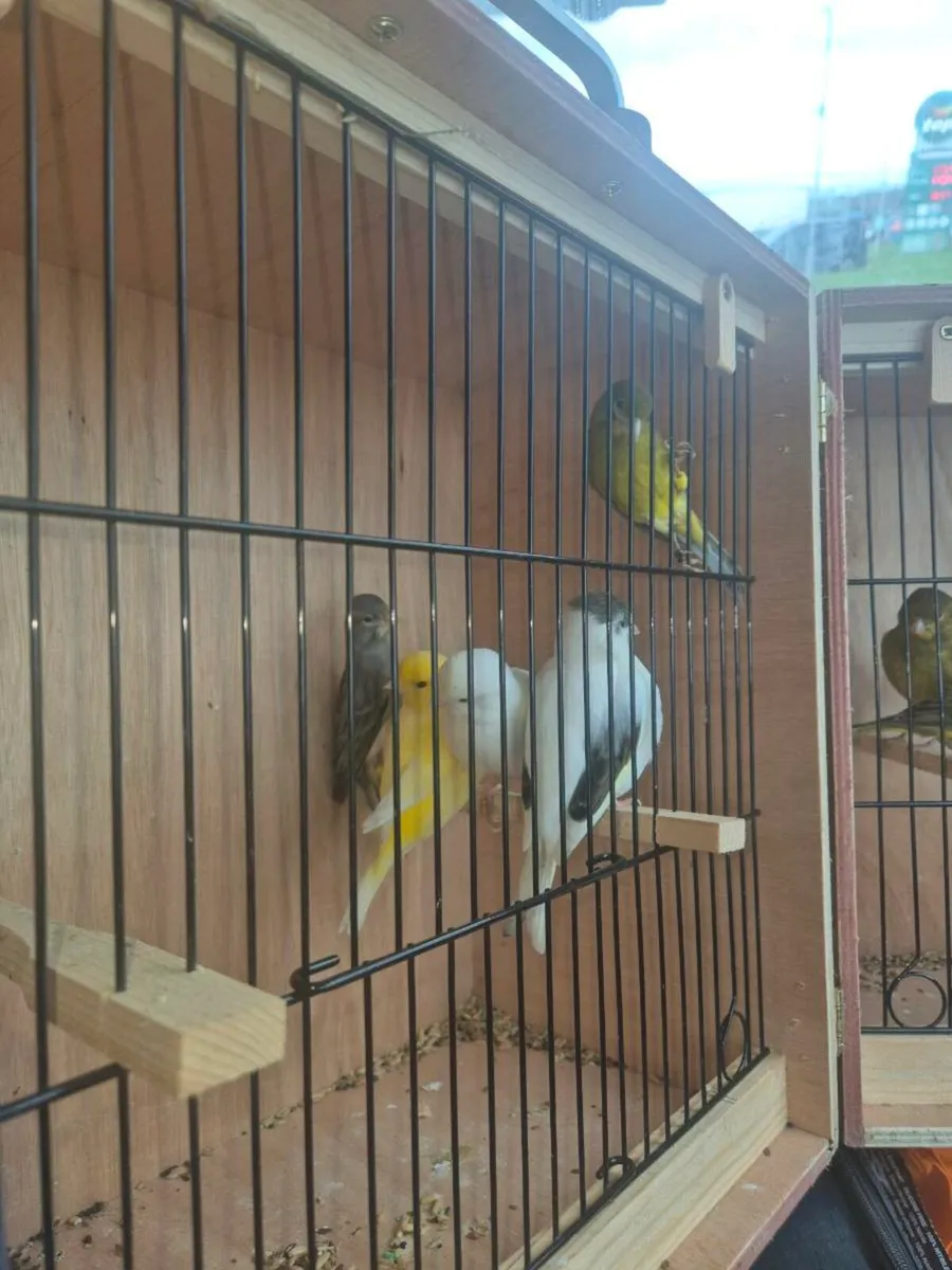 Irish Fancy/Fife - Image 4