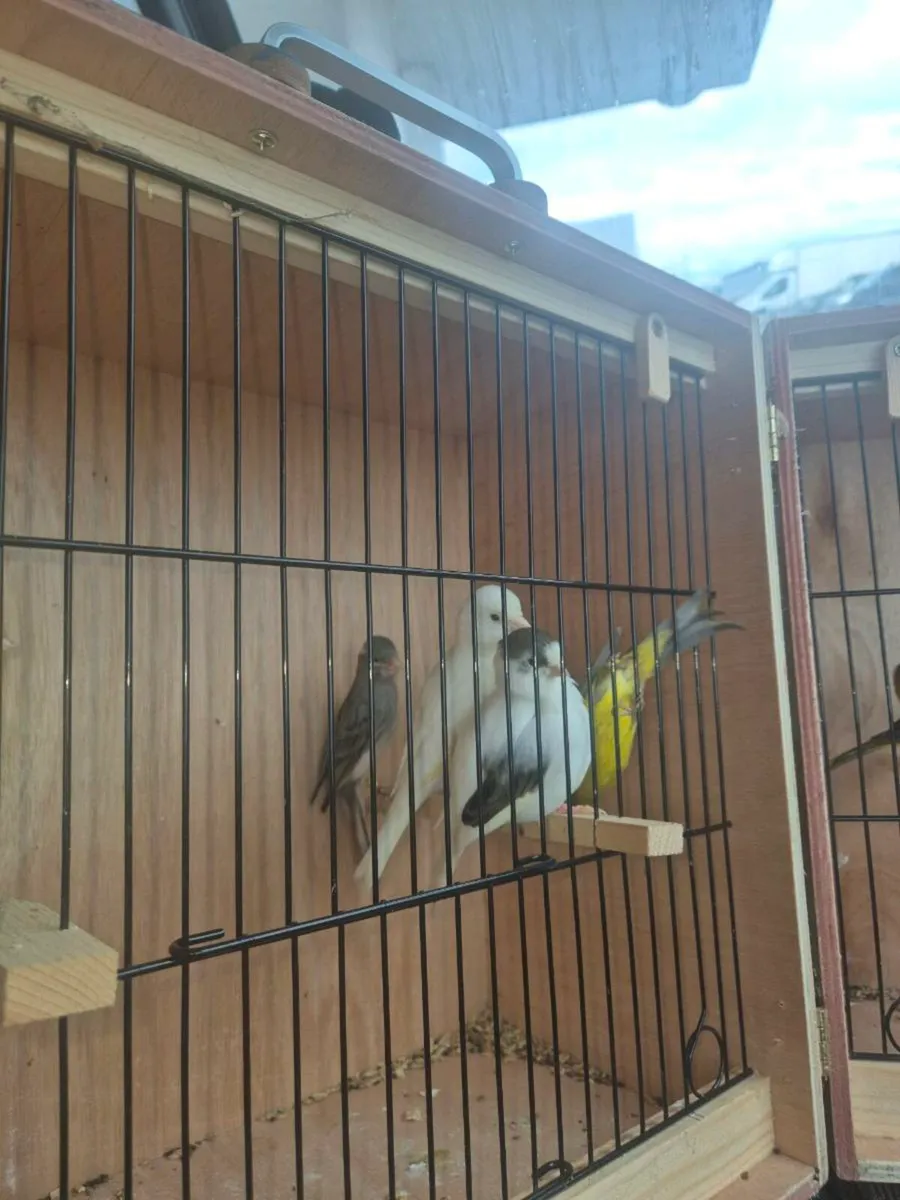 Irish Fancy/Fife - Image 1