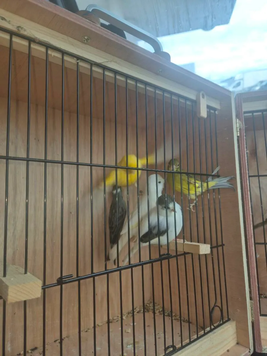 Irish Fancy/Fife - Image 2