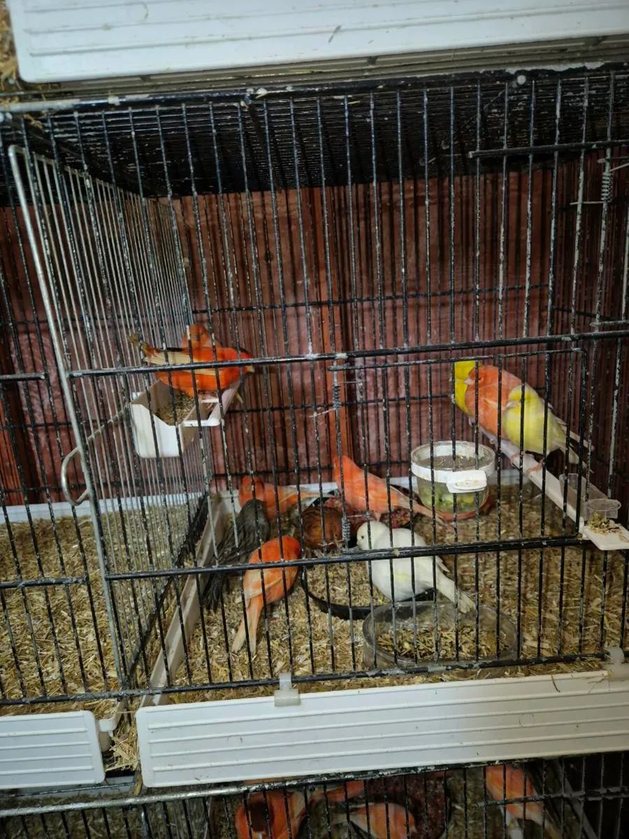 Birds and cages - Image 4