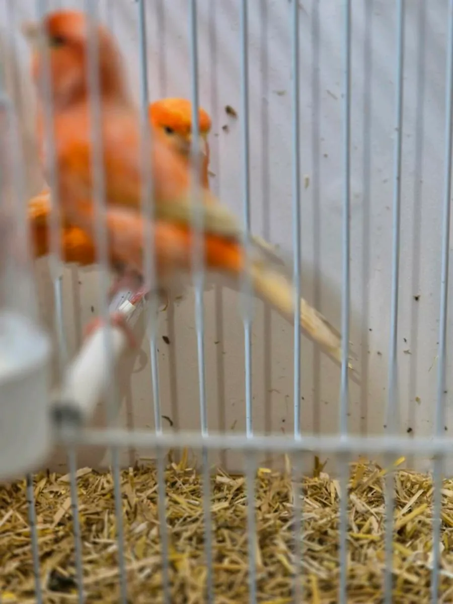 Birds and cages - Image 1