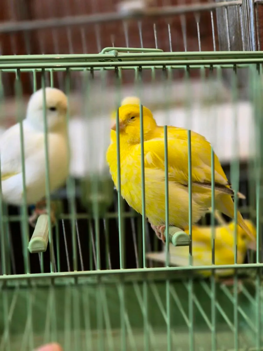 Birds and cages - Image 2