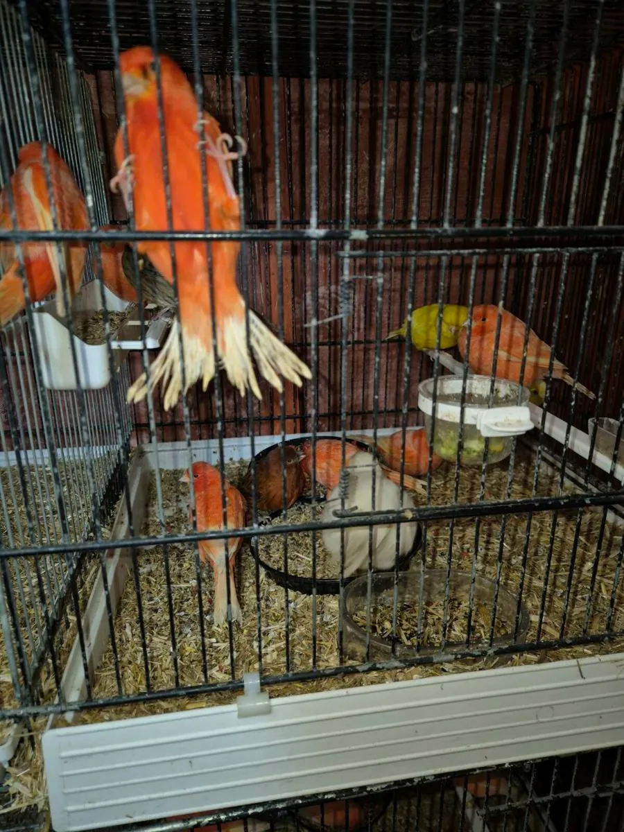 Birds and cages - Image 3