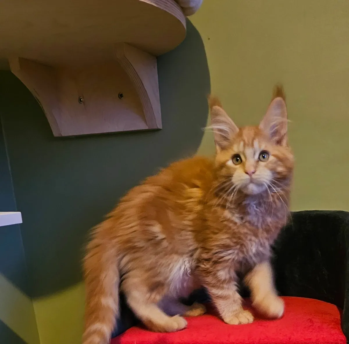 Gccfi registered Maine coon kittens - Image 3