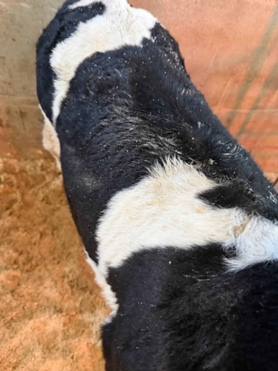 5 British Friesian bull calves - Image 2