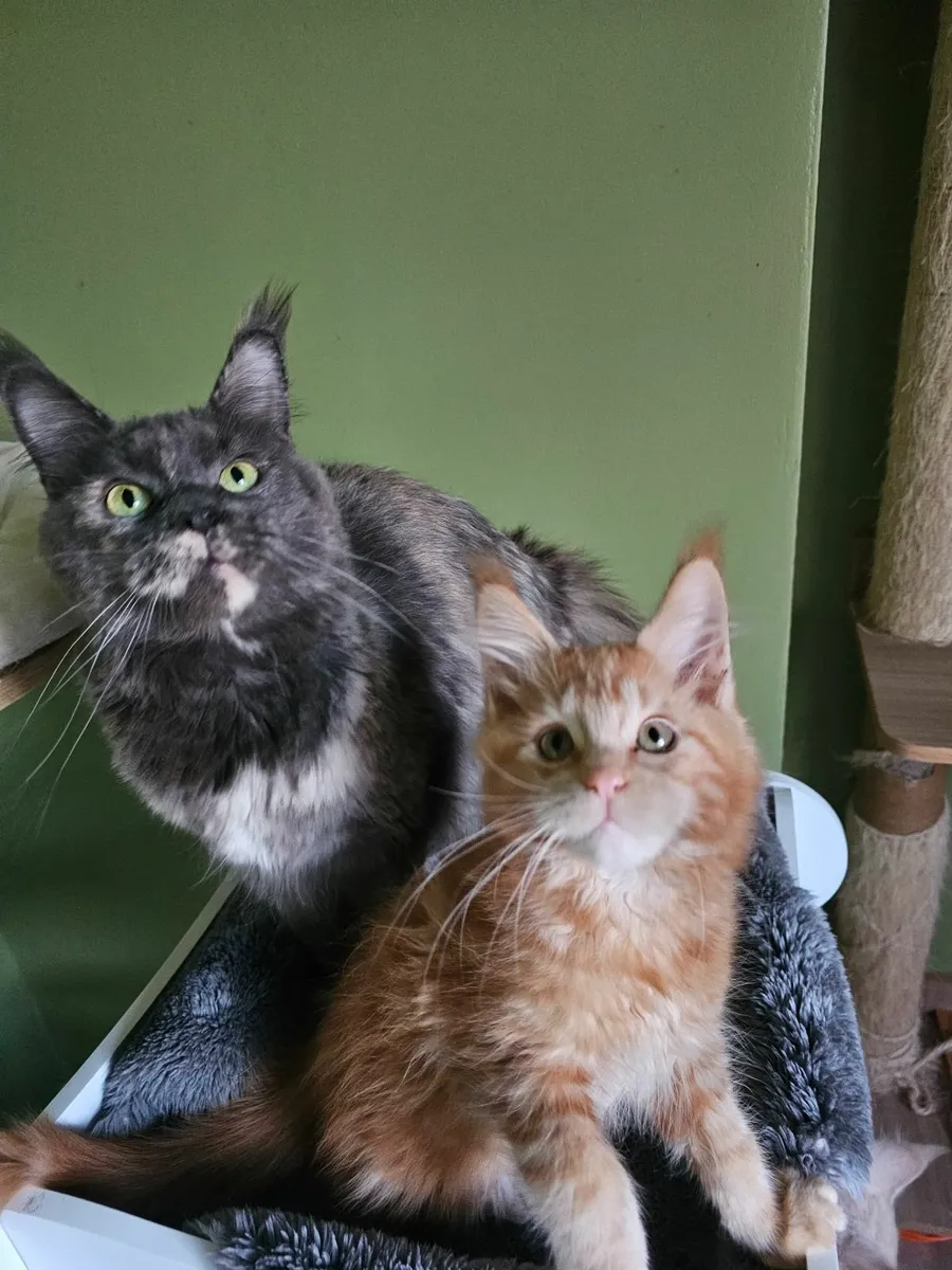 Gccfi registered Maine coon kittens - Image 4