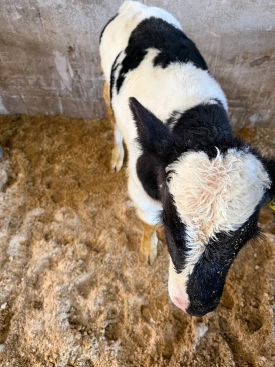 5 British Friesian bull calves - Image 3