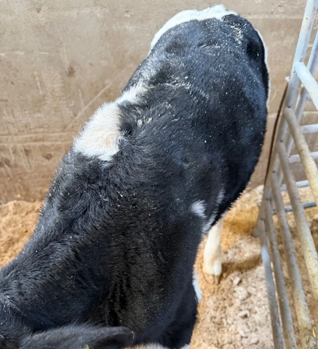 5 British Friesian bull calves - Image 1