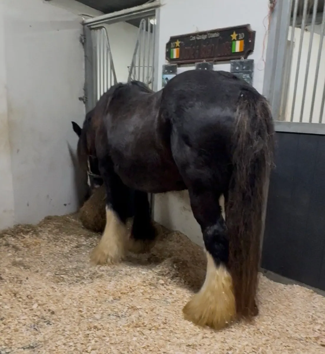 🪩A Heavyweight Mare In Foal 15:2hh🪩 - Image 1