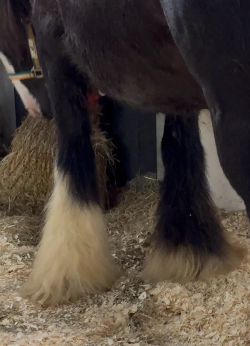 🪩A Heavyweight Mare In Foal 15:2hh🪩 - Image 2