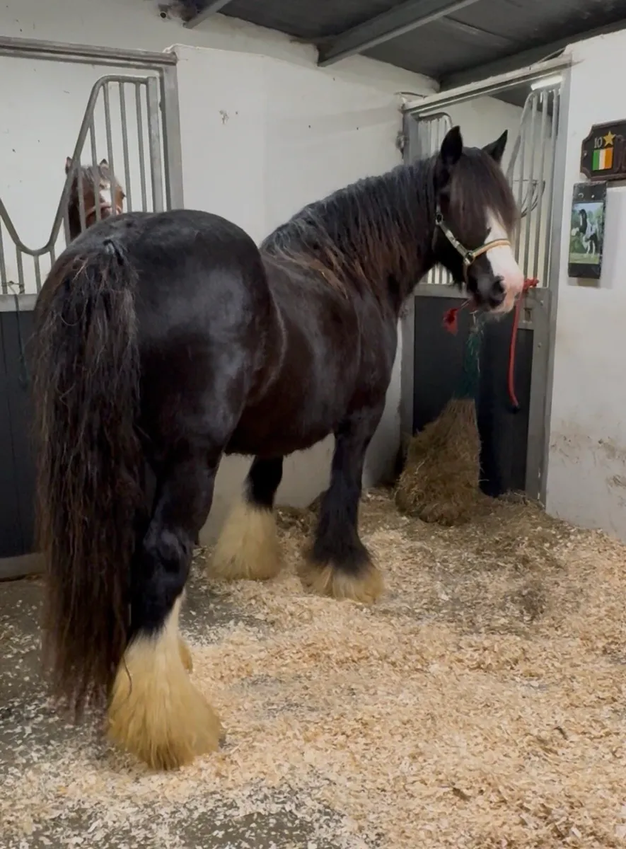 🪩A Heavyweight Mare In Foal 15:2hh🪩 - Image 3